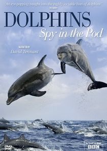 Watch Dolphins: Spy in the Pod