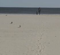 Watch White Lilies (Short 2012)