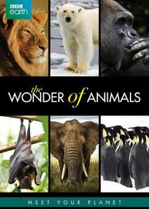 Watch The Wonder of Animals