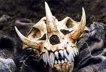 Watch In the Woods: Behind the Scenes