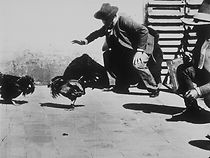 Watch Combat de coqs (Short 1896)