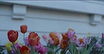 Watch Where the Tulips Grow
