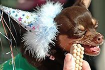 Watch Fuzzy Little People