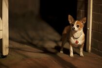 Watch Colin the Dog's Fabulous Midnight Adventure and Another Story (Short 2011)