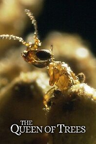 Watch The Queen of Trees