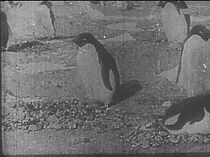 Watch Nankyoku tanken katsudô shashin