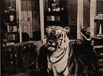 Watch Wild Beasts at Large (Short 1913)