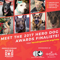Watch 2017 Hero Dog Awards (TV Special 2017)