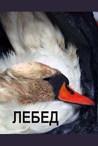 Watch Lebed