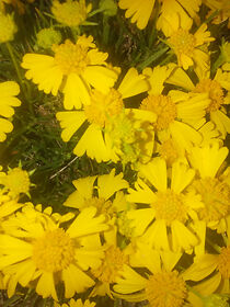 Watch Pulp Comics: Jim Breuer (TV Special 1997)