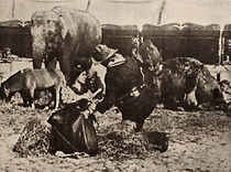 Watch The Survival of the Fittest (Short 1911)