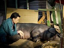 Watch The Pig (Short 2014)