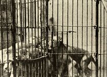 Watch The Lion Tamer's Revenge (Short 1912)