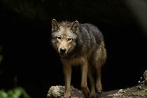 Watch The Promise (Short 2015)