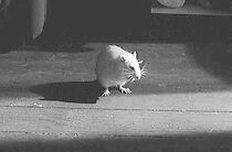 Watch Der Rattenkönig