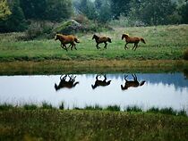 Watch The Noble Horse