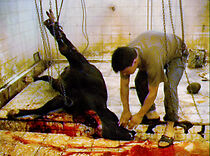 Watch The Sleep of Reason: This Blood Spilled in My Veins