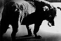 Watch Daido Moriyama: Stray Dog of Tokyo