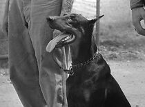Watch Story of a Dog (Short 1945)