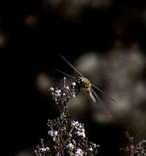 Watch Brown Gold (Short 2010)