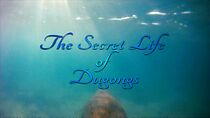 Watch The Secret Life of Dugongs (Short 2013)