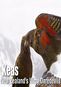Watch Keas: New Zealand's Witty Daredevils (Short 2015)