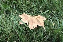 Watch Jesen (Short 2007)