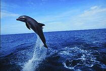 Watch Dolphins: The Wild Side