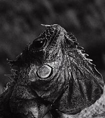 Watch Desert Spirits (Short 1994)