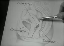 Watch Kampen mod kræften (Short 1947)