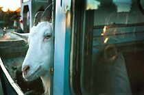 Watch Ballada o kozie