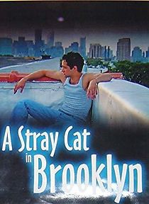 Watch A Stray Cat in Brooklyn