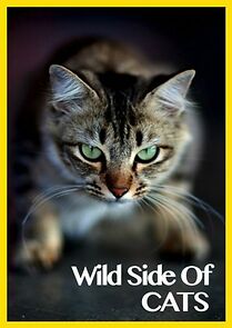 Watch Wild Side of Cats