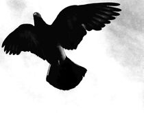 Watch Buenos Aires Souvenir (Short 2001)