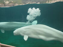 Watch A Whale of a Tale