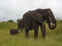 Watch Global Focus IV: The New Environmentalists