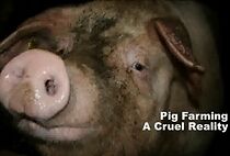 Watch Pig Farming: A Cruel Reality (Short 2009)