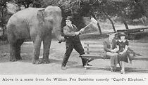 Watch Cupid's Elephant (Short 1922)