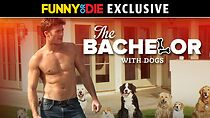 Watch The Bachelor with Dogs and Scott Eastwood (Short 2015)