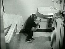 Watch Animals in Action (Short 1955)