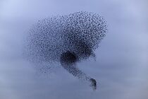 Watch Boy Meets Girl Stories #28: Alleen (TV Short 2004)