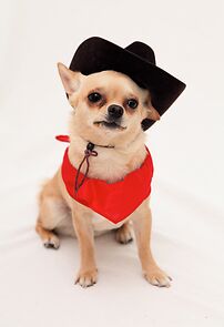 Watch The Emancipation of Prince (Short 2011)