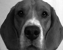 Watch La galleta (Short 2003)