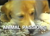 Watch Animal Passions