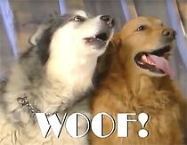 Watch Woof!