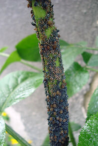 Watch Malchalivata borba (Short 1963)