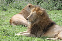 Watch Salt and Light (Short 2012)