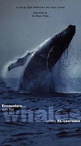 Watch Rencontres avec les baleines du Saint-Laurent