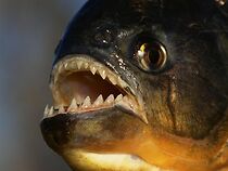 Watch Amazon: Land of the Flooded Forest